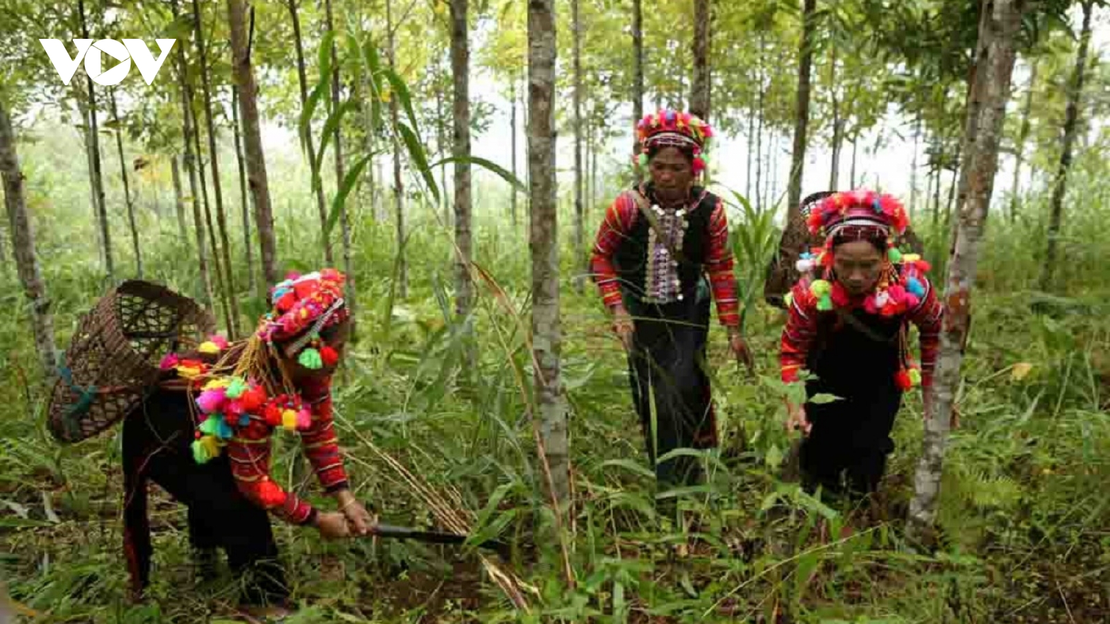 Cây quế mở lối thoát nghèo cho bản làng vùng cao Lai Châu